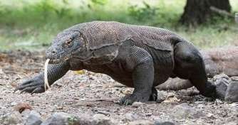 Komodo Escape Journey Ultimate Komodo Island Trip: Best Tours & Tips Bali Komodo Trip