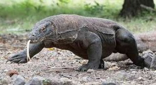 Komodo Escape Journey Ultimate Komodo Island Trip: Best Tours & Tips Bali Komodo Trip